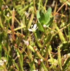 Stylidium despectum at Cook, ACT - 20 Nov 2016