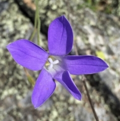 Wahlenbergia stricta subsp. stricta (Tall Bluebell) at QPRC LGA - 20 Nov 2016 by Wandiyali