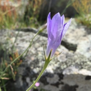 Wahlenbergia stricta subsp. stricta at Googong, NSW - 20 Nov 2016