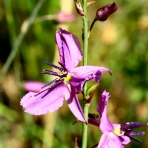 Arthropodium fimbriatum at Hughes, ACT - 20 Nov 2016