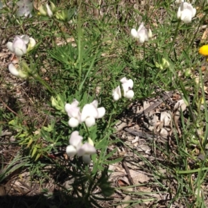 Lotus australis at Red Hill, ACT - 20 Nov 2016 11:21 AM