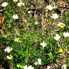 Lotus australis at Red Hill, ACT - 20 Nov 2016 11:21 AM