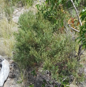 Indigofera adesmiifolia at Chapman, ACT - 20 Nov 2016