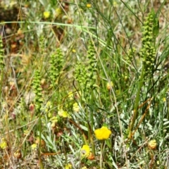 Microtis sp. (Onion Orchid) at Deakin, ACT - 20 Nov 2016 by Ratcliffe