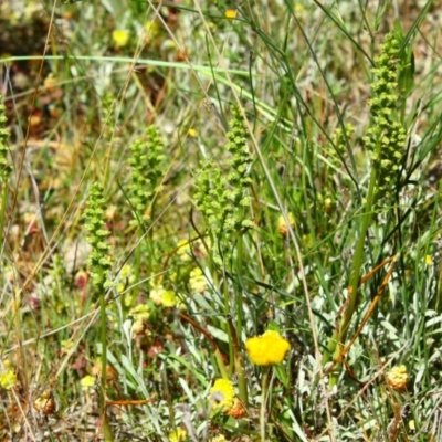 Microtis sp. (Onion Orchid) at Deakin, ACT - 19 Nov 2016 by Ratcliffe