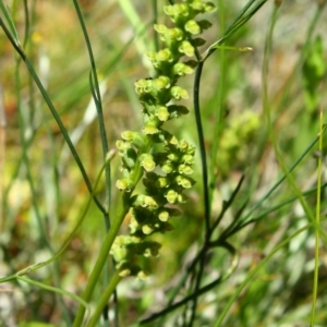 Microtis sp. at Deakin, ACT - 20 Nov 2016