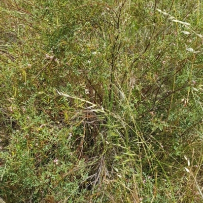 Indigofera adesmiifolia (Tick Indigo) at Rivett, ACT - 20 Nov 2016 by NickDaines