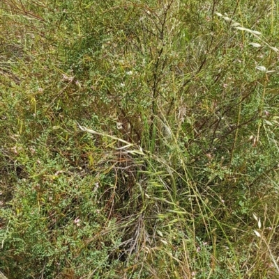 Indigofera adesmiifolia (Tick Indigo) at Rivett, ACT - 19 Nov 2016 by NickDaines