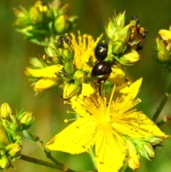 Chrysolina quadrigemina (Greater St Johns Wort beetle) at Red Hill to Yarralumla Creek - 19 Nov 2016 by Ratcliffe