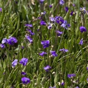 Viola betonicifolia at Rendezvous Creek, ACT - 15 Nov 2016