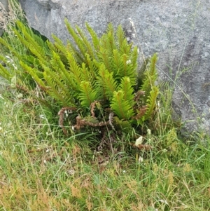 Polystichum proliferum at Chapman, ACT - 20 Nov 2016 12:00 AM