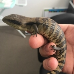 Tiliqua scincoides scincoides (Eastern Blue-tongue) at Watson, ACT - 20 Nov 2016 by AaronClausen