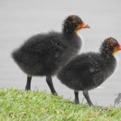 Fulica atra (Eurasian Coot) at Fadden, ACT - 3 Oct 2016 by ArcherCallaway