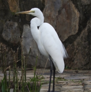 Ardea alba at Fadden, ACT - 3 Oct 2016