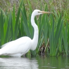 Ardea alba at Fadden, ACT - 3 Oct 2016