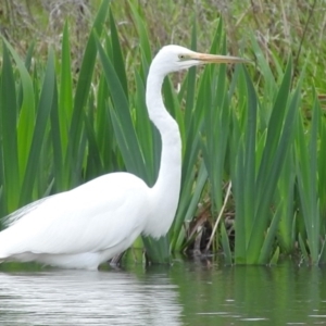 Ardea alba at Fadden, ACT - 3 Oct 2016