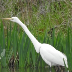 Ardea alba at Fadden, ACT - 3 Oct 2016