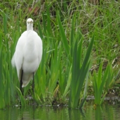 Ardea alba at Fadden, ACT - 3 Oct 2016