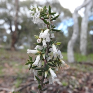 Lissanthe strigosa subsp. subulata at Fadden, ACT - 3 Oct 2016 09:51 AM