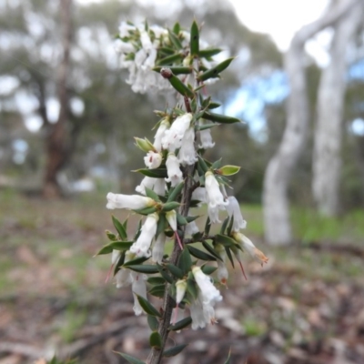 Lissanthe strigosa subsp. subulata (Peach Heath) at Fadden Hills Pond - 2 Oct 2016 by RyuCallaway