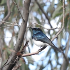 Myiagra cyanoleuca (Satin Flycatcher) at Wanniassa Hill - 2 Oct 2016 by RyuCallaway