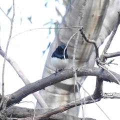 Myiagra cyanoleuca at Fadden, ACT - 3 Oct 2016 10:05 AM