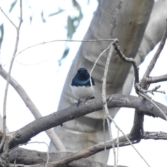 Myiagra cyanoleuca at Fadden, ACT - 3 Oct 2016 10:05 AM