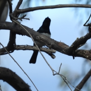 Myiagra cyanoleuca at Fadden, ACT - 3 Oct 2016 10:05 AM