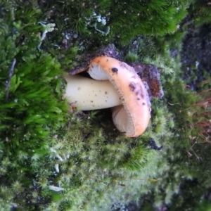 Amanita sp. at Fadden, ACT - 3 Oct 2016