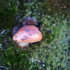 Amanita sp. at Fadden, ACT - 3 Oct 2016