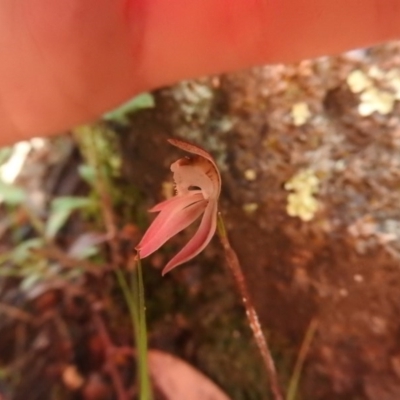 Caladenia fuscata (Dusky Fingers) at Fadden, ACT - 2 Oct 2016 by RyuCallaway