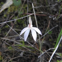 Caladenia fuscata (Dusky Fingers) at Wanniassa Hill - 2 Oct 2016 by RyuCallaway