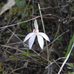 Caladenia fuscata at Fadden, ACT - 3 Oct 2016