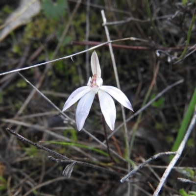 Caladenia fuscata (Dusky Fingers) at Wanniassa Hill - 2 Oct 2016 by RyuCallaway