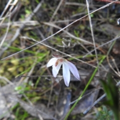 Caladenia fuscata at Fadden, ACT - 3 Oct 2016