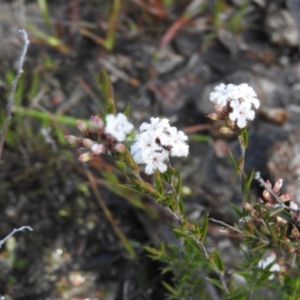 Leucopogon virgatus at Fadden, ACT - 3 Oct 2016