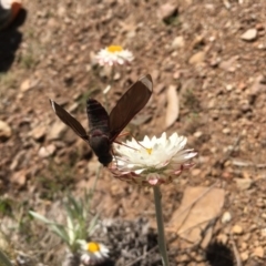 Comptosia stria (A bee fly) at Tidbinbilla Nature Reserve - 20 Nov 2016 by JulieQ