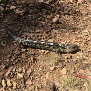 Tiliqua nigrolutea at Paddys River, ACT - 20 Nov 2016