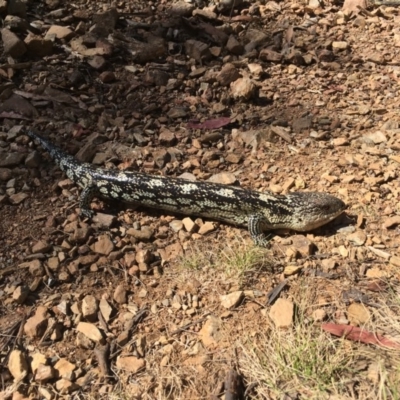 Tiliqua nigrolutea (Blotched Blue-tongue) at Paddys River, ACT - 20 Nov 2016 by JulieQ