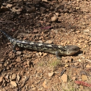 Tiliqua nigrolutea at Paddys River, ACT - 20 Nov 2016