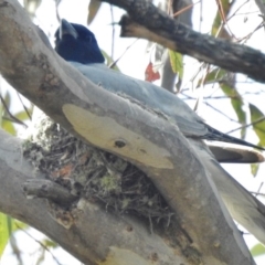 Coracina novaehollandiae (Black-faced Cuckooshrike) at Forde, ACT - 19 Nov 2016 by JohnBundock