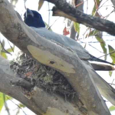 Coracina novaehollandiae (Black-faced Cuckooshrike) at Forde, ACT - 20 Nov 2016 by JohnBundock