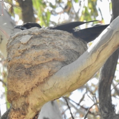 Corcorax melanorhamphos (White-winged Chough) at Forde, ACT - 19 Nov 2016 by JohnBundock