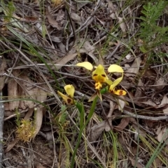 Diuris sulphurea (Tiger Orchid) at Molonglo Gorge - 20 Nov 2016 by RobynHall