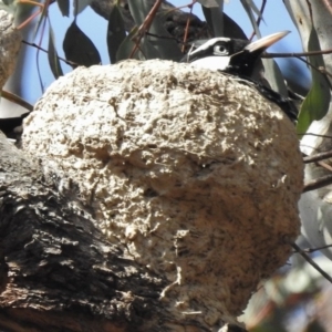 Grallina cyanoleuca at Forde, ACT - 20 Nov 2016 09:04 AM