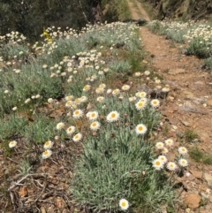 Leucochrysum alpinum at Paddys River, ACT - 20 Nov 2016 05:57 PM