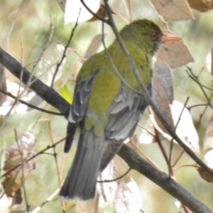 Oriolus sagittatus at Gungahlin, ACT - 20 Nov 2016