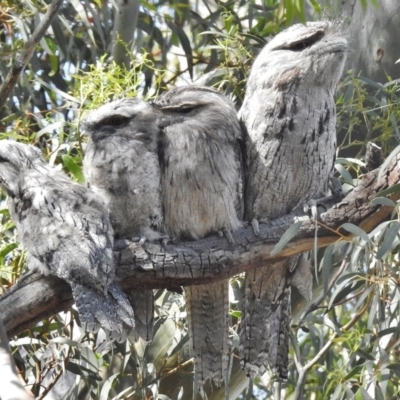 Podargus strigoides (Tawny Frogmouth) at Forde, ACT - 19 Nov 2016 by JohnBundock