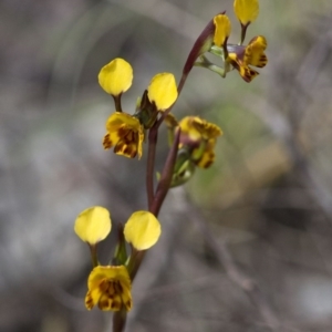 Diuris semilunulata at Rendezvous Creek, ACT - 17 Nov 2016