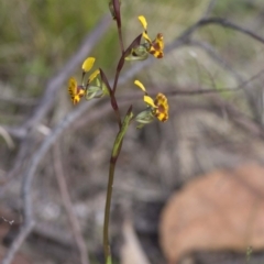 Diuris semilunulata at Rendezvous Creek, ACT - 17 Nov 2016